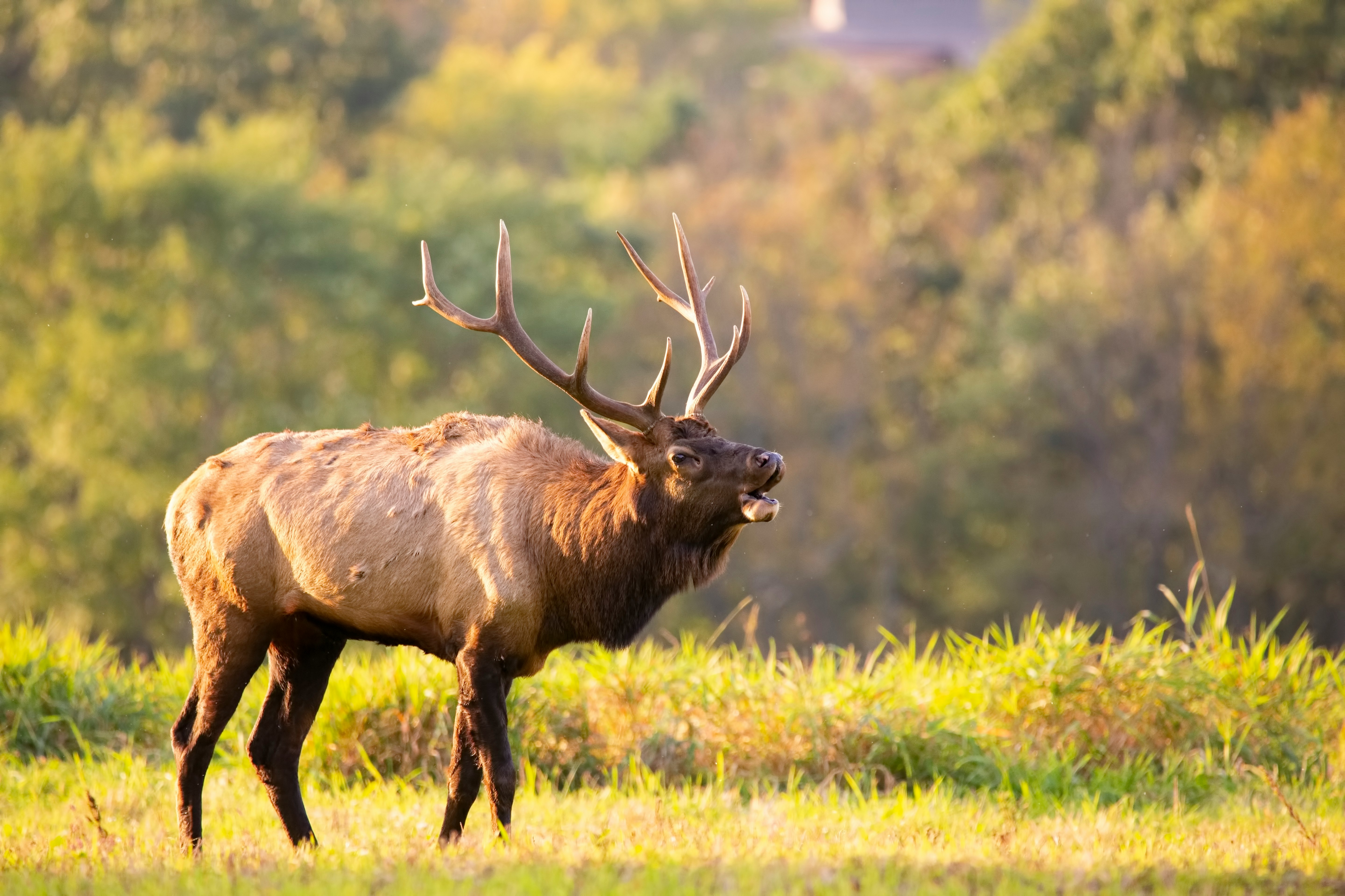 selective focus photography of deer